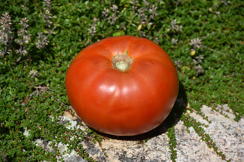 Whopper Tomato (Solanum lycopersicum 'Whopper') at Kennedy's Country Gardens