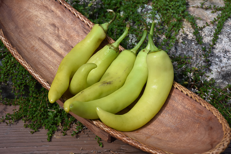 Banana Pepper (Capsicum annuum 'Banana') at Kennedy's Country Gardens