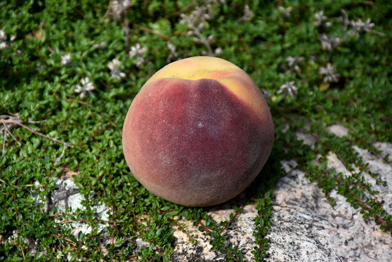 Bonanza Peach (Prunus persica 'Bonanza') at Kennedy's Country Gardens