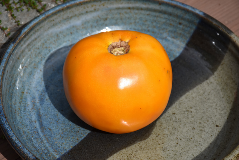 Golden Boy Tomato (Solanum lycopersicum 'Golden Boy') at Kennedy's Country Gardens