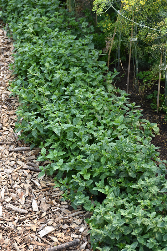 Peppermint (Mentha x piperita) at Kennedy's Country Gardens