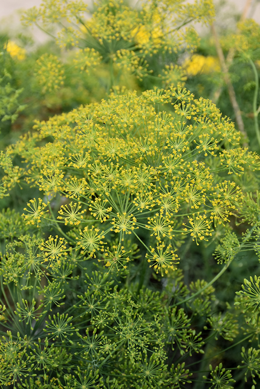 Dill (Anethum graveolens) at Kennedy's Country Gardens