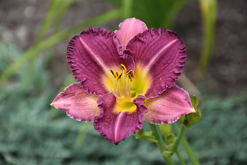 Entrapment Daylily (Hemerocallis 'Entrapment') at Kennedy's Country Gardens