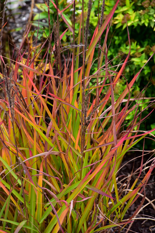 Flame Grass (Miscanthus sinensis 'Purpurascens') at Kennedy's Country Gardens