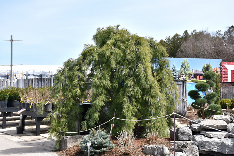 Weeping White Pine (Pinus strobus 'Pendula') at Kennedy's Country Gardens