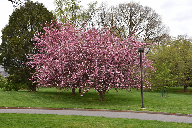 Royal Burgundy Flowering Cherry (Prunus serrulata 'Royal Burgundy') at Kennedy's Country Gardens