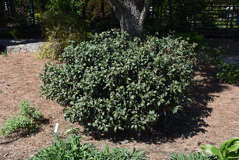 Chestnut Hill Cherry Laurel (Prunus laurocerasus 'Chestnut Hill') at Kennedy's Country Gardens