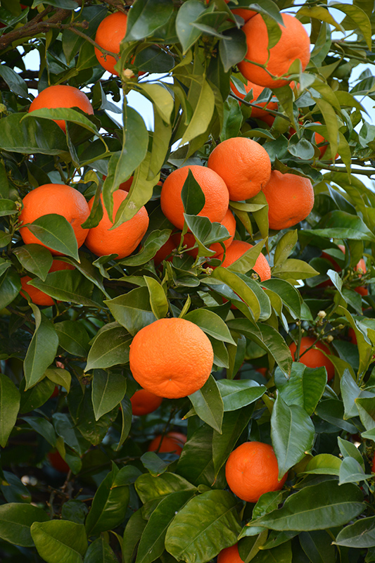 Valencia Orange (Citrus sinensis 'Valencia') at Kennedy's Country Gardens