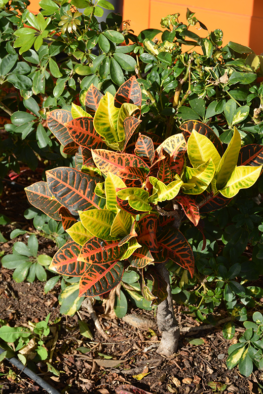 Variegated Croton (Codiaeum variegatum 'var. pictum') at Kennedy's Country Gardens