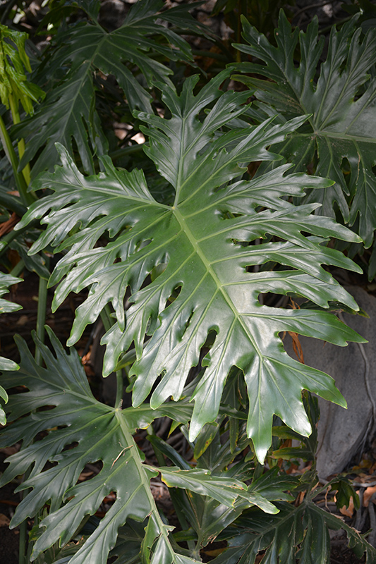 Tree Philodendron (Philodendron selloum) at Kennedy's Country Gardens