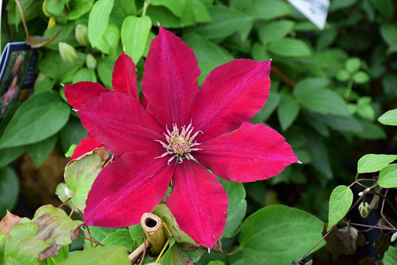 Rebecca Clematis (Clematis 'Rebecca') at Kennedy's Country Gardens
