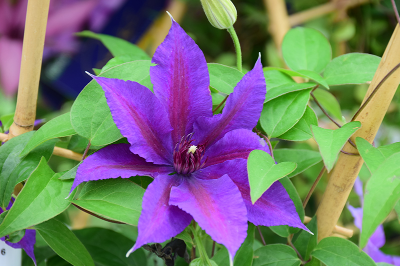 Edda Clematis (Clematis 'Evipo074') at Kennedy's Country Gardens