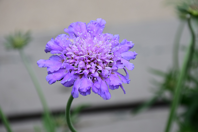 Butterfly Blue Pincushion Flower (Scabiosa 'Butterfly Blue') at Kennedy's Country Gardens
