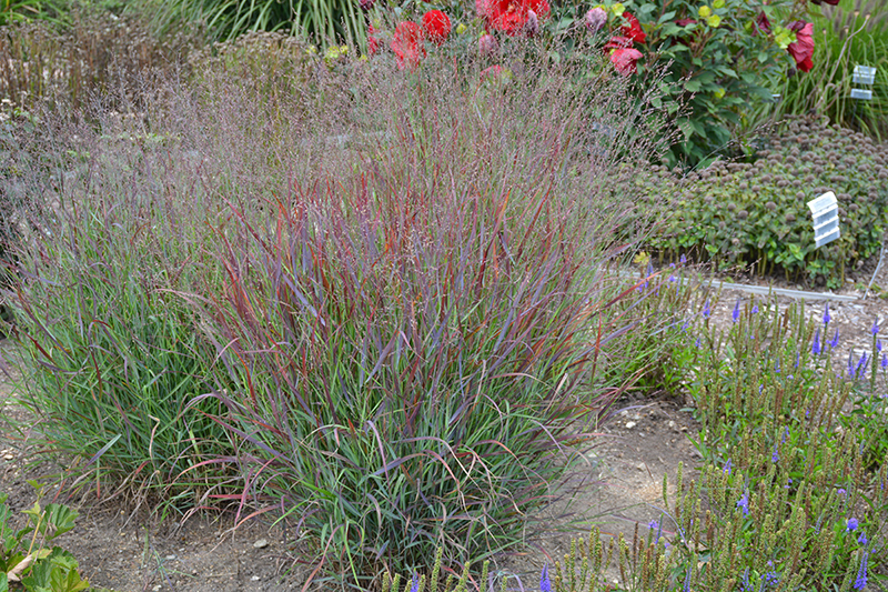 Cheyenne Sky Switch Grass (Panicum virgatum 'Cheyenne Sky') at Kennedy's Country Gardens