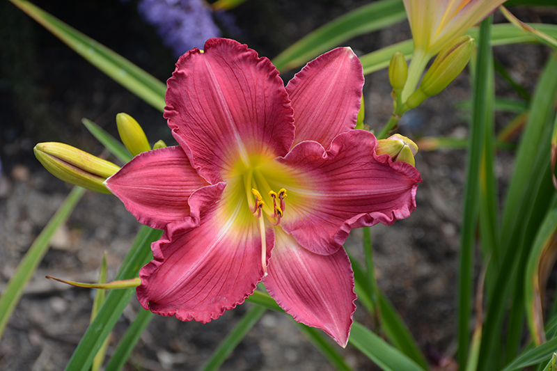 Happy Ever Appster Romantic Returns Daylily (Hemerocallis 'Romantic Returns') at Kennedy's Country Gardens