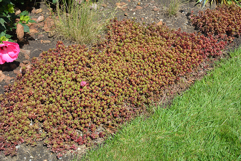 Fulda Glow Stonecrop (Sedum spurium 'Fuldaglut') at Kennedy's Country Gardens
