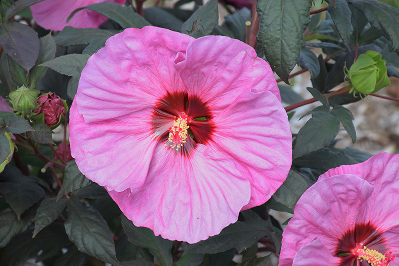 Summerific Berry Awesome Hibiscus (Hibiscus 'Berry Awesome') at Kennedy's Country Gardens