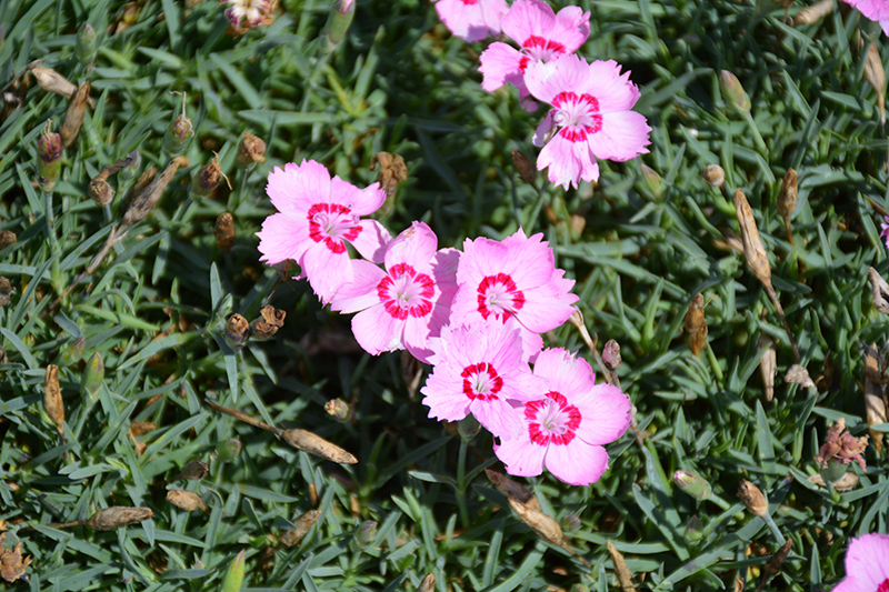 Mountain Frost Pink Twinkle Pinks (Dianthus 'KonD1060K3') at Kennedy's Country Gardens