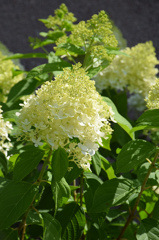 Limelight Hydrangea (Hydrangea paniculata 'Limelight') at Kennedy's Country Gardens