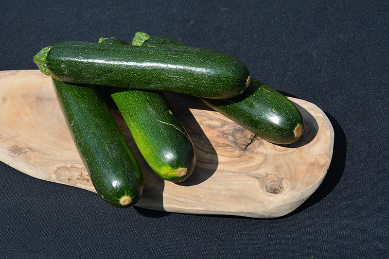 Spineless Perfection Zucchini (Cucurbita pepo var. cylindrica 'Spineless Perfection') at Kennedy's Country Gardens