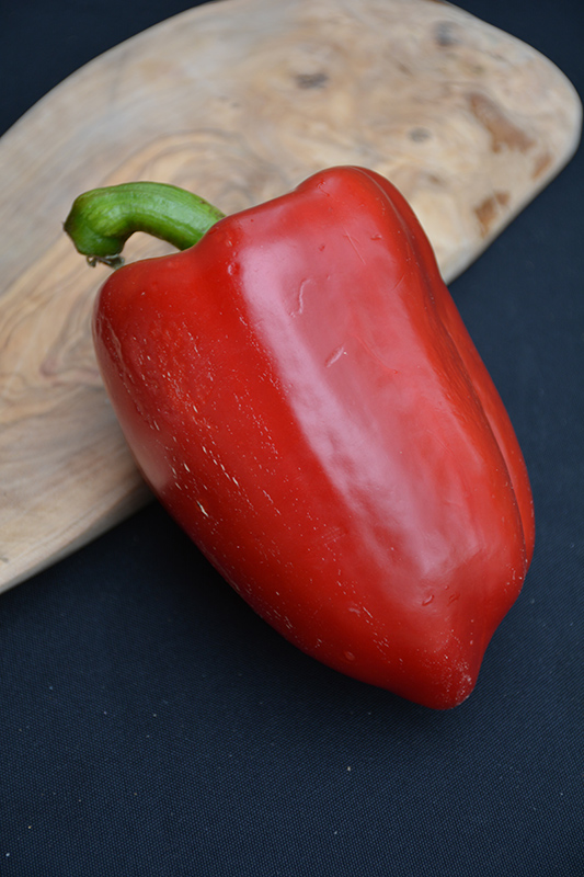 Red Beauty Pepper (Capsicum annuum 'Red Beauty') at Kennedy's Country Gardens