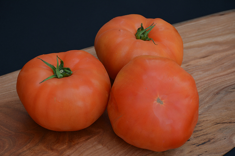 Classic Beefsteak Tomato (Solanum lycopersicum 'Beefsteak') at Kennedy's Country Gardens