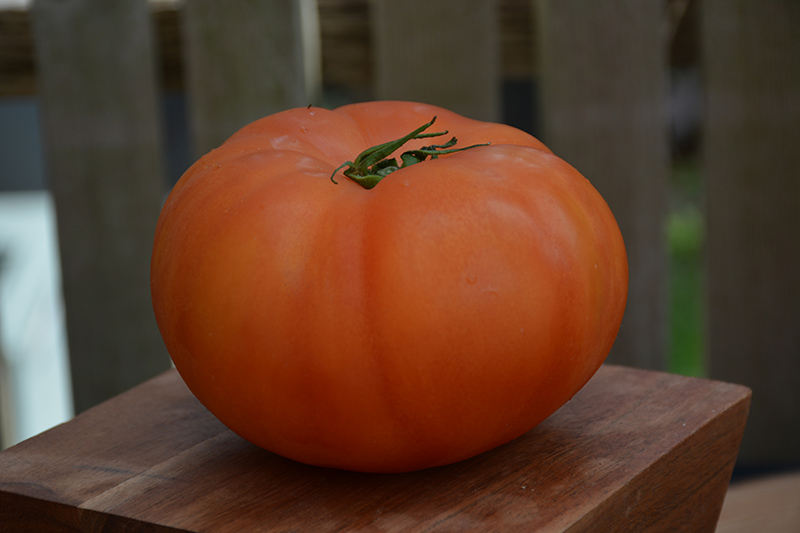 Beefmaster Tomato (Solanum lycopersicum 'Beefmaster') at Kennedy's Country Gardens
