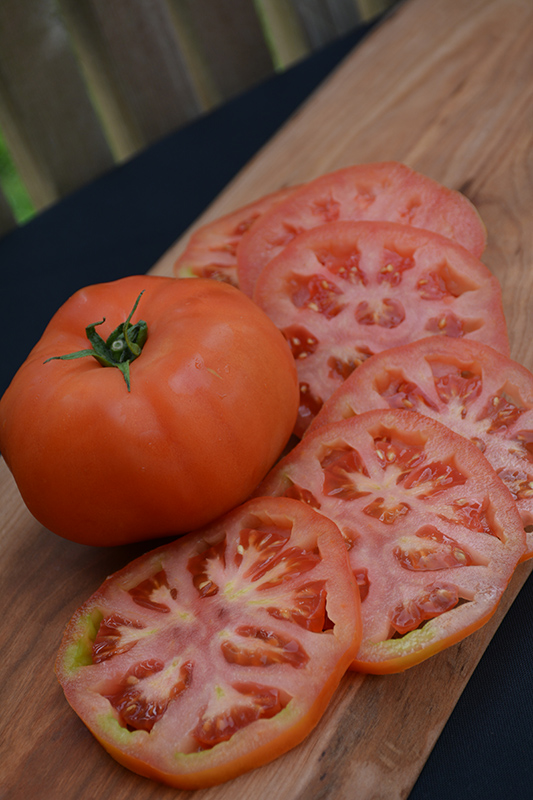 Supersteak Tomato (Solanum lycopersicum 'Supersteak') at Kennedy's Country Gardens
