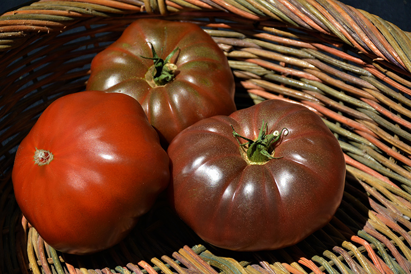 Cherokee Purple Tomato (Solanum lycopersicum 'Cherokee Purple') at Kennedy's Country Gardens