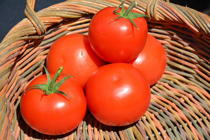 Celebrity Tomato (Solanum lycopersicum 'Celebrity') at Kennedy's Country Gardens