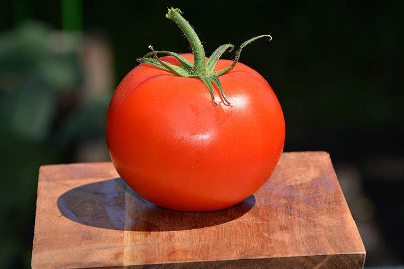 Marglobe Tomato (Solanum lycopersicum 'Marglobe') at Kennedy's Country Gardens