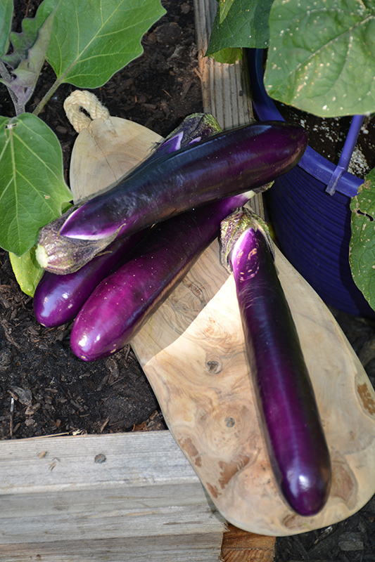 Millionaire Eggplant (Solanum melongena 'Millionaire') at Kennedy's Country Gardens