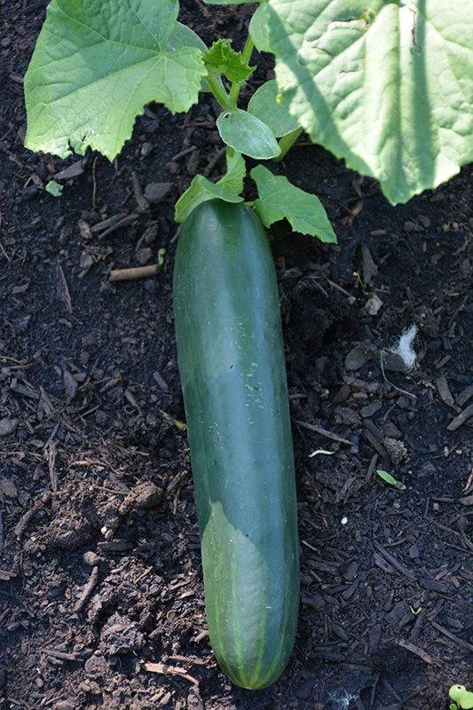 Straight Eight Cucumber (Cucumis sativus 'Straight Eight') at Kennedy's Country Gardens