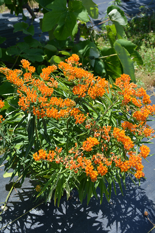 Butterfly Weed (Asclepias tuberosa) at Kennedy's Country Gardens