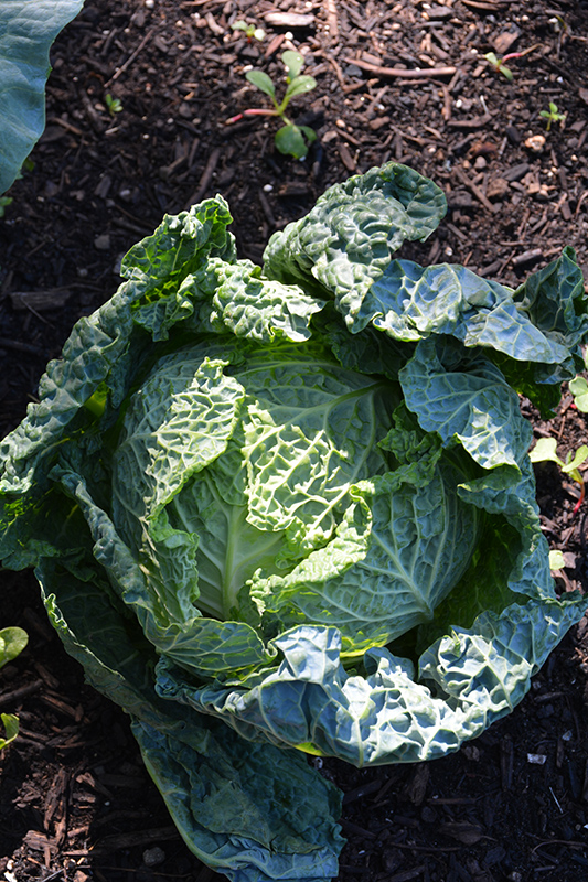 Savoy Ace Cabbage (Brassica oleracea var. sabauda 'Savoy Ace') at Kennedy's Country Gardens