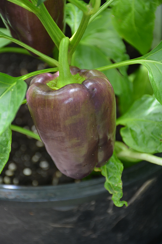 Lilac Sweet Pepper (Capsicum annuum 'Lilac') at Kennedy's Country Gardens