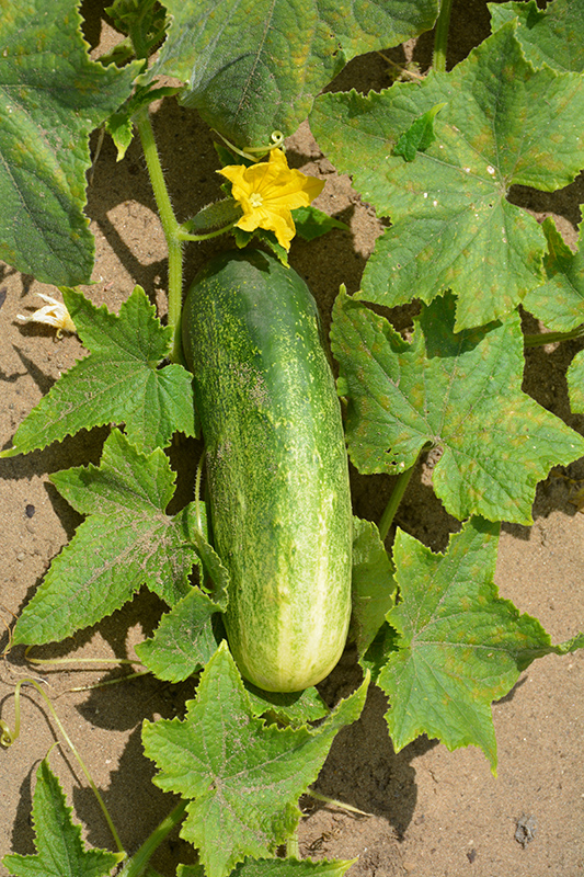 Homemade Pickles Cucumber (Cucumis sativus 'Homemade Pickles') at Kennedy's Country Gardens