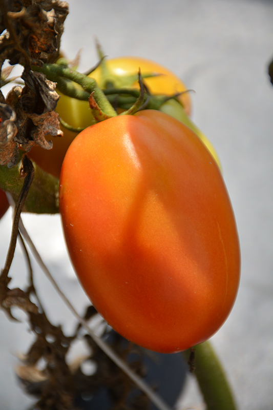Salsarific Salsa Roma Tomato (Solanum lycopersicum 'Salsarific Salsa Roma') at Kennedy's Country Gardens