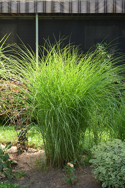 Gracillimus Maiden Grass (Miscanthus sinensis 'Gracillimus') at Kennedy's Country Gardens