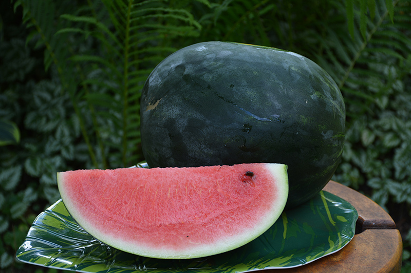 Sugar Baby Watermelon (Citrullus lanatus 'Sugar Baby') at Kennedy's Country Gardens