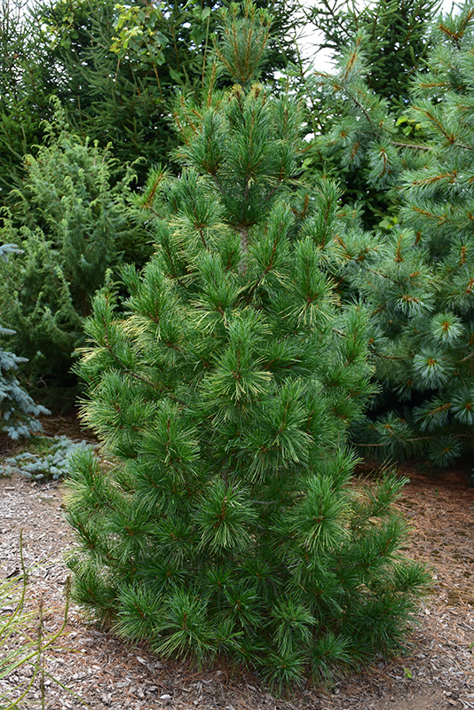Columnar White Pine (Pinus strobus 'Fastigiata') at Kennedy's Country Gardens