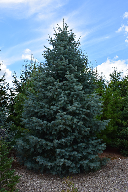 Bonny Blue Blue Spruce (Picea pungens 'Bonny Blue') at Kennedy's Country Gardens