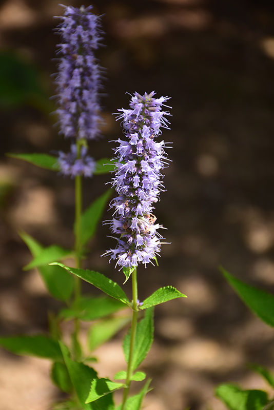 Blue Fortune Anise Hyssop (Agastache 'Blue Fortune') at Kennedy's Country Gardens