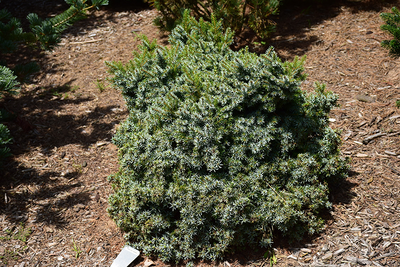Kamenz Serbian Spruce (Picea omorika 'Kamenz') at Kennedy's Country Gardens