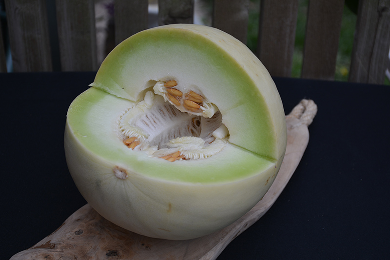 Green Flesh Honeydew Melon (Cucumis melo var. inodorus) at Kennedy's Country Gardens