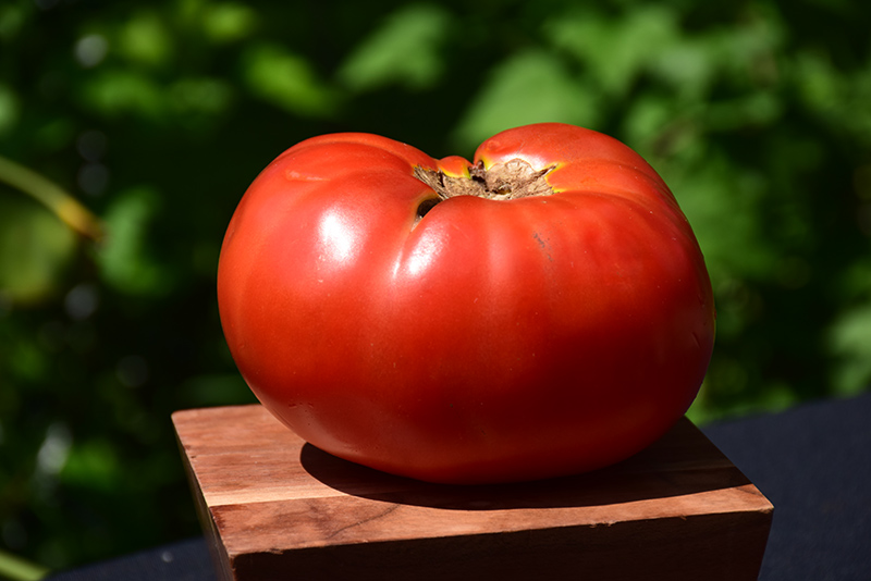 Brandywine Red Tomato (Solanum lycopersicum 'Brandywine Red') at Kennedy's Country Gardens