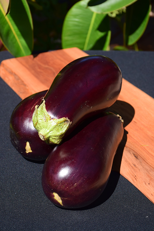 Eggplant (Solanum melongena) at Kennedy's Country Gardens