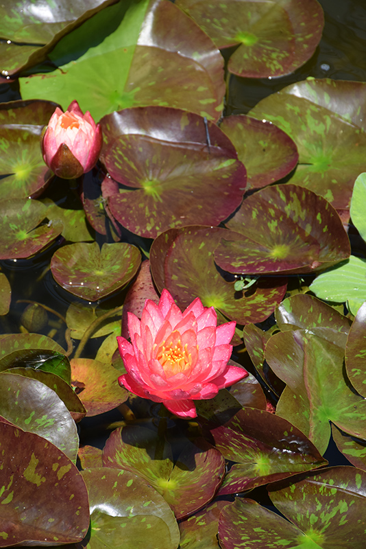 Wanvisa Hardy Water Lily (Nymphaea 'Wanvisa') at Kennedy's Country Gardens