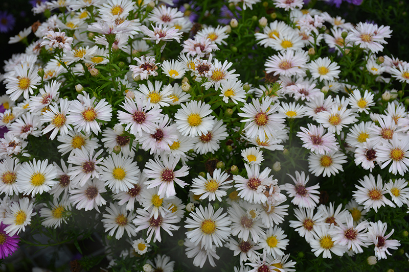 Puff White Aster (Aster 'Puff White') at Kennedy's Country Gardens
