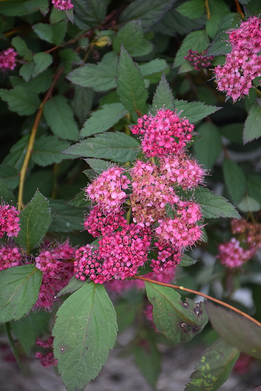 Double Play Pink Spirea (Spiraea japonica 'SMNSJMFP') at Kennedy's Country Gardens